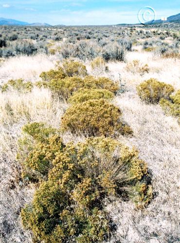 Douglas rabbitbrush