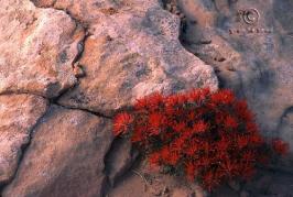 Early Indian paintbrush