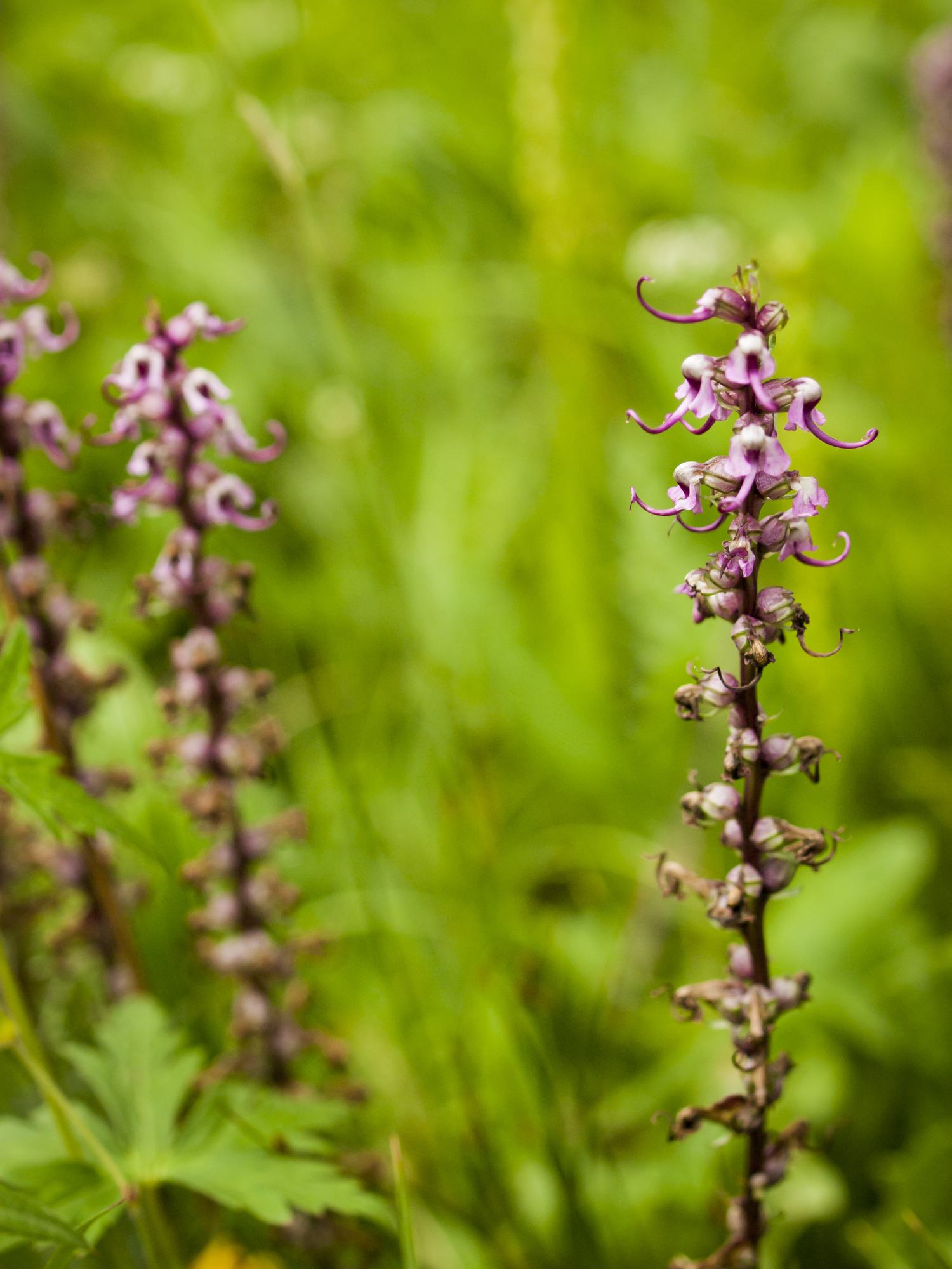 Elephanthead lousewort