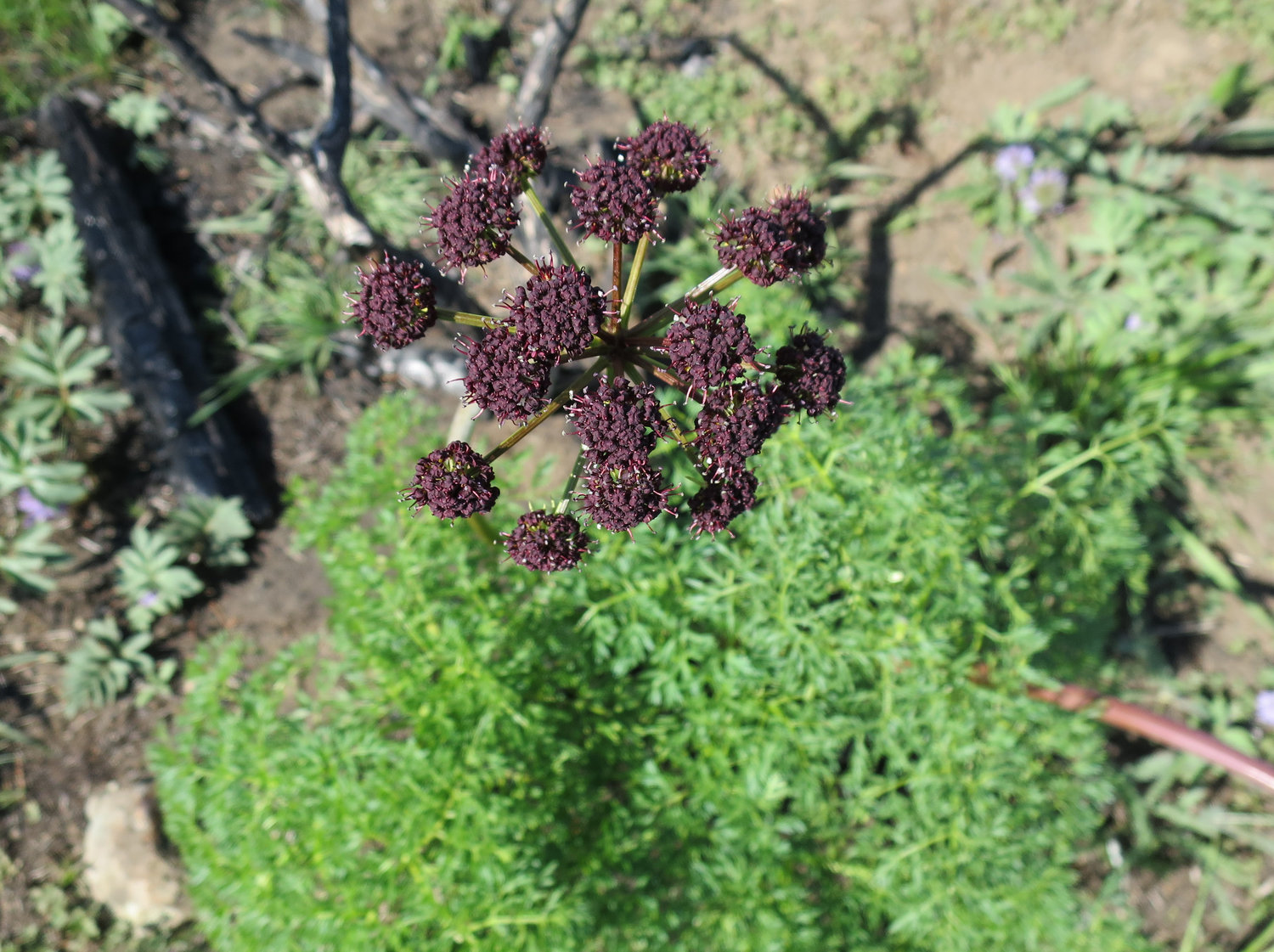 Fernleaf biscuitroot