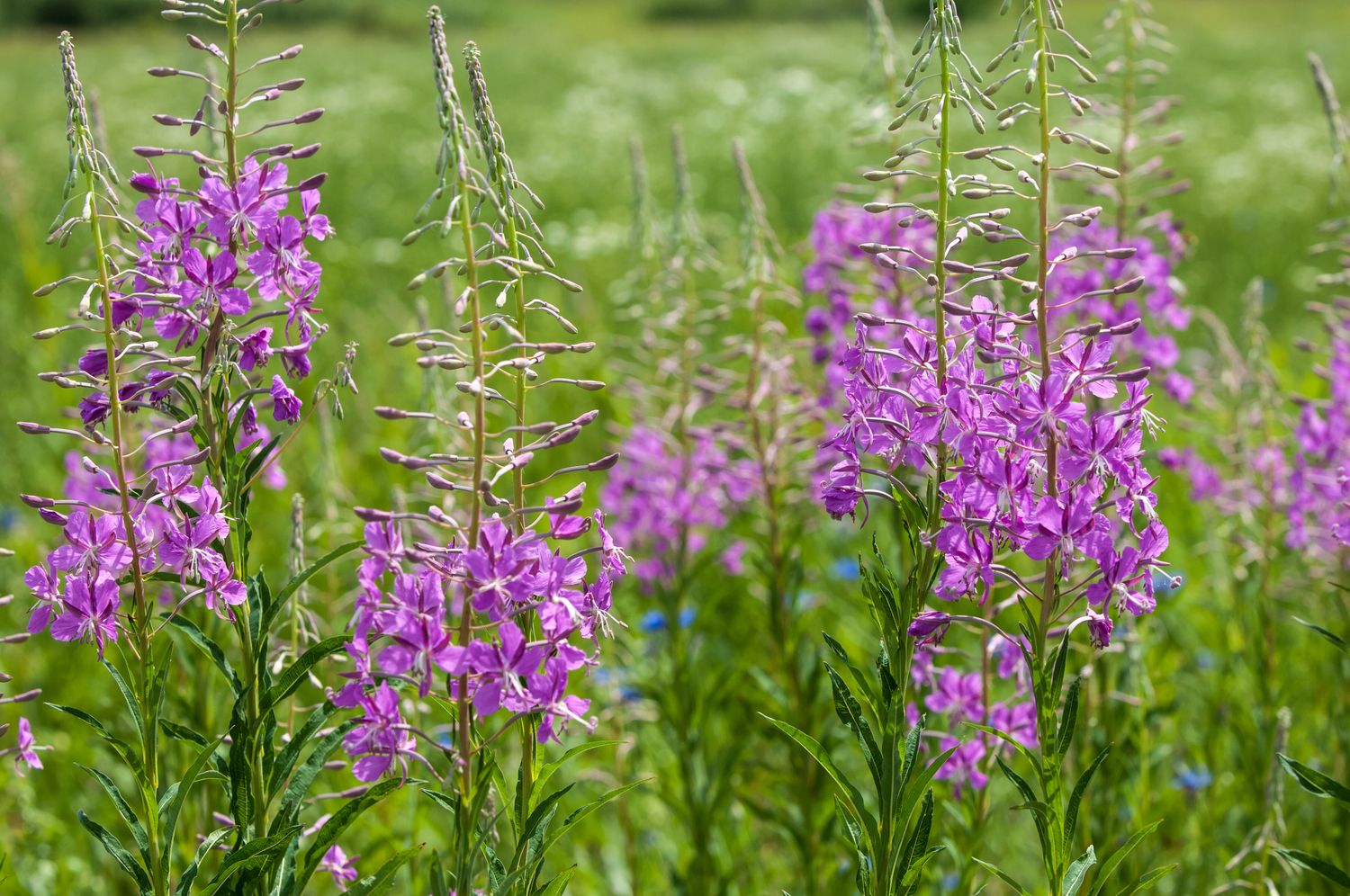 Fireweed
