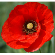 Flanders poppy