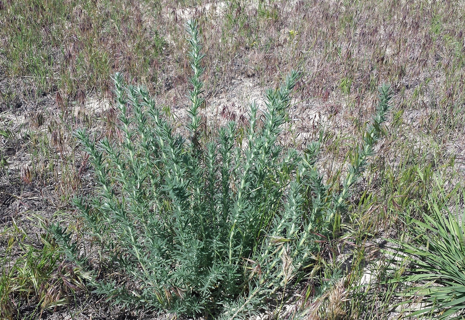 Forage kochia