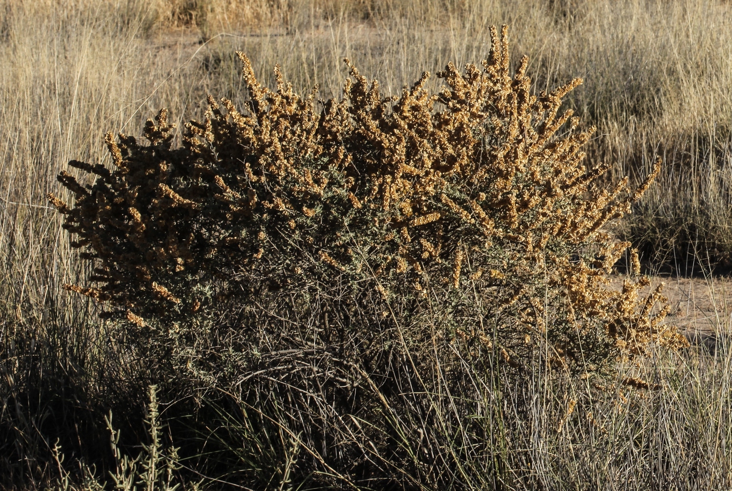 Fourwing saltbush