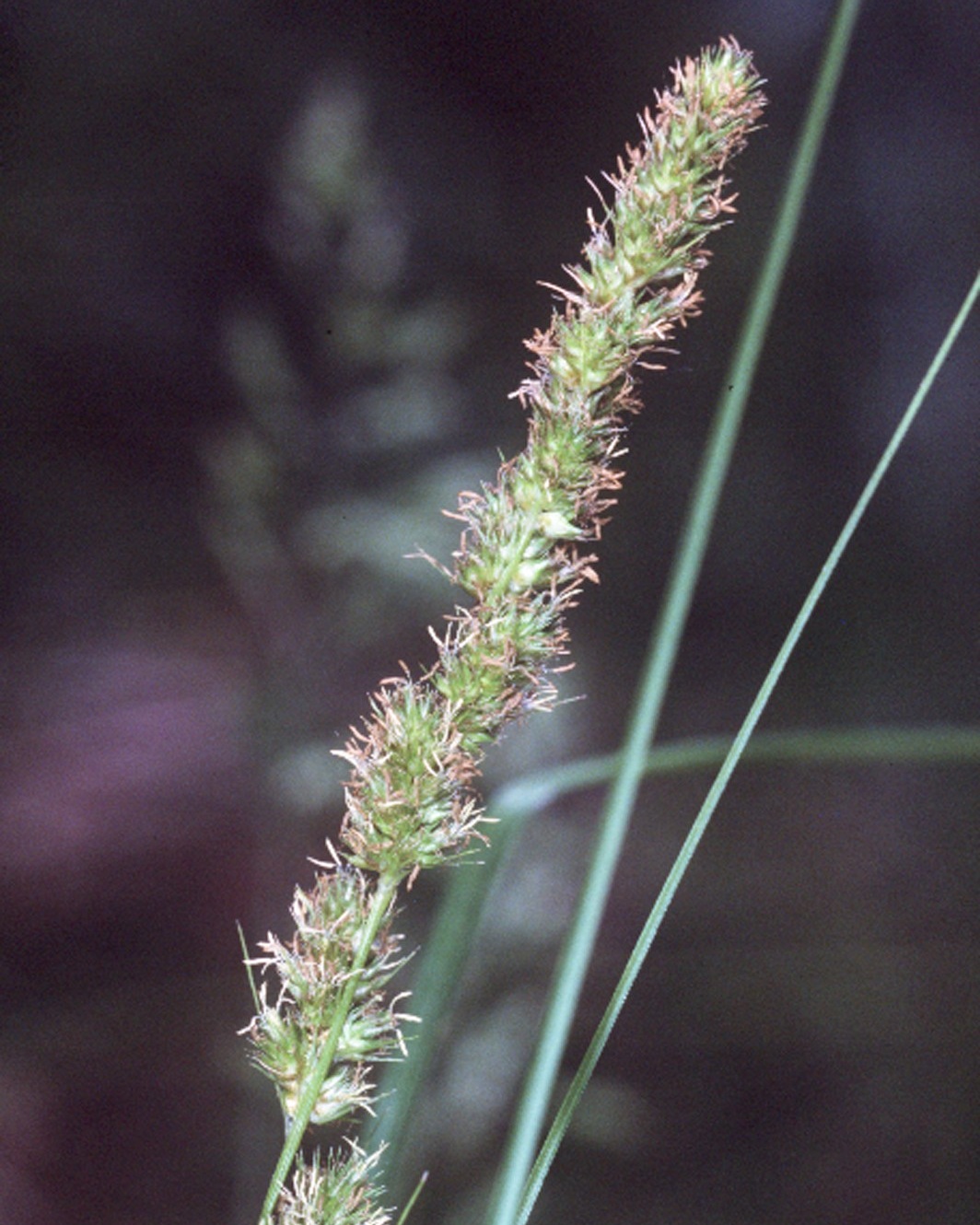 Fox sedge