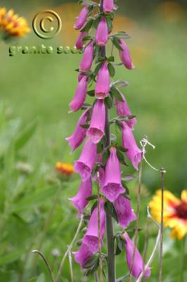 Foxglove