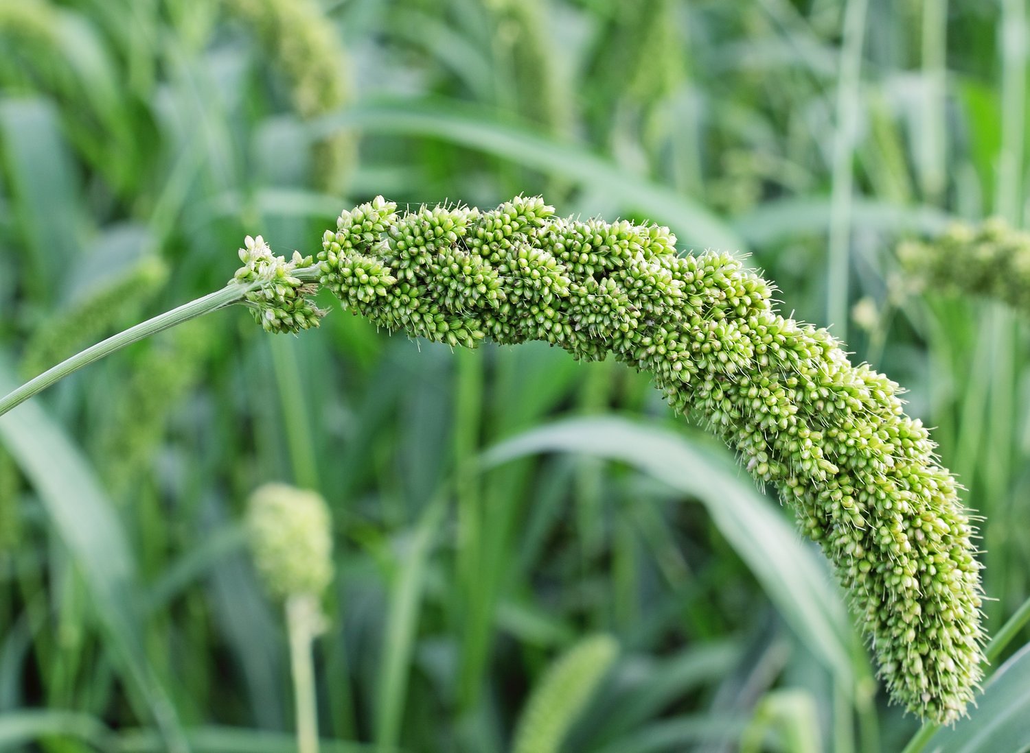 Foxtail millet