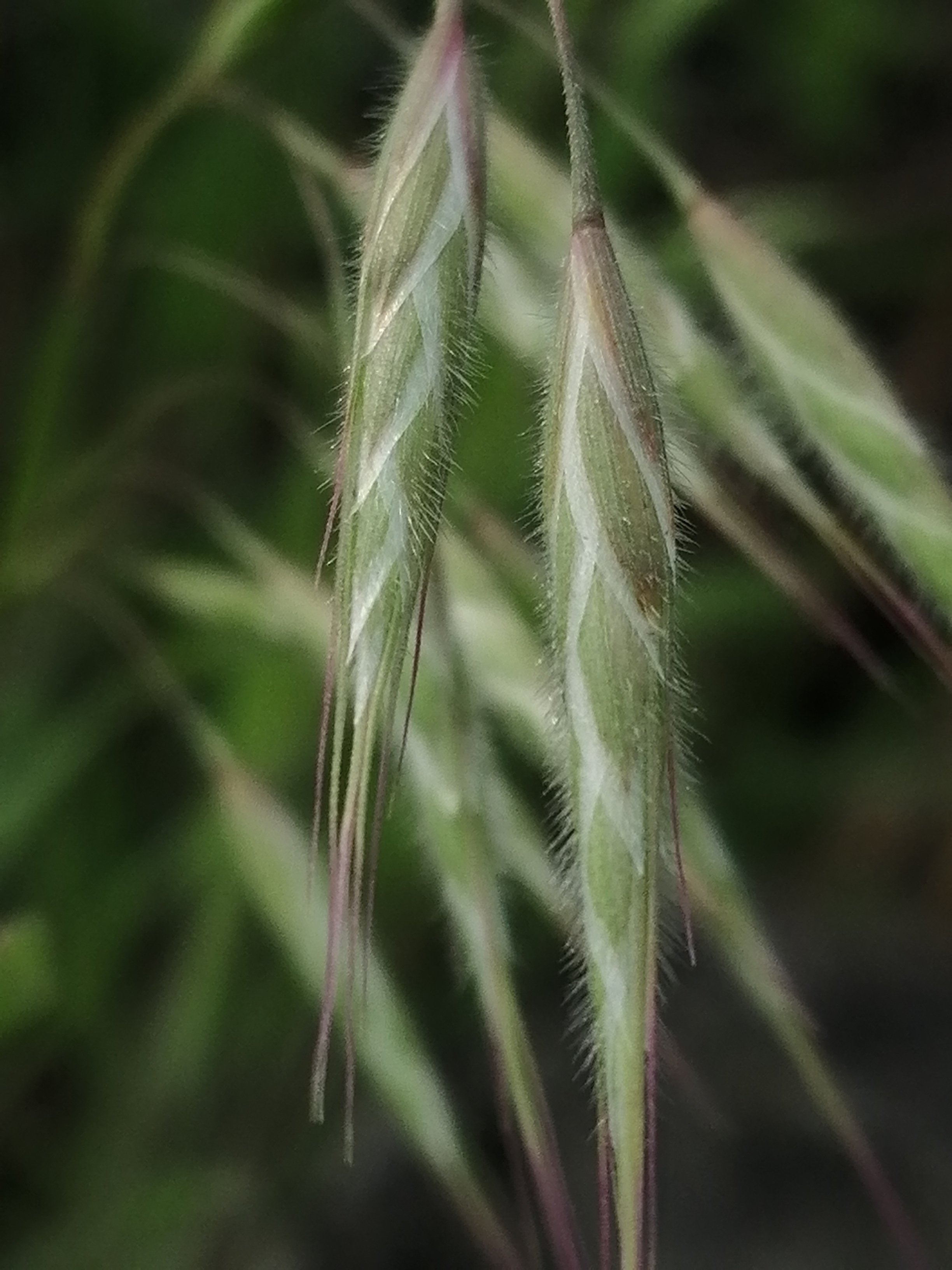 Fringed brome