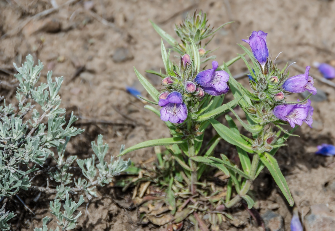 Fuzzytongue penstemon