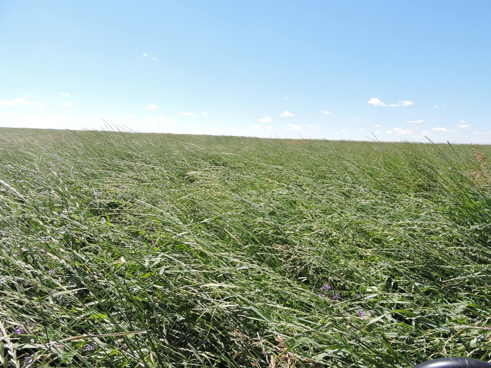 Pubescent wheatgrass