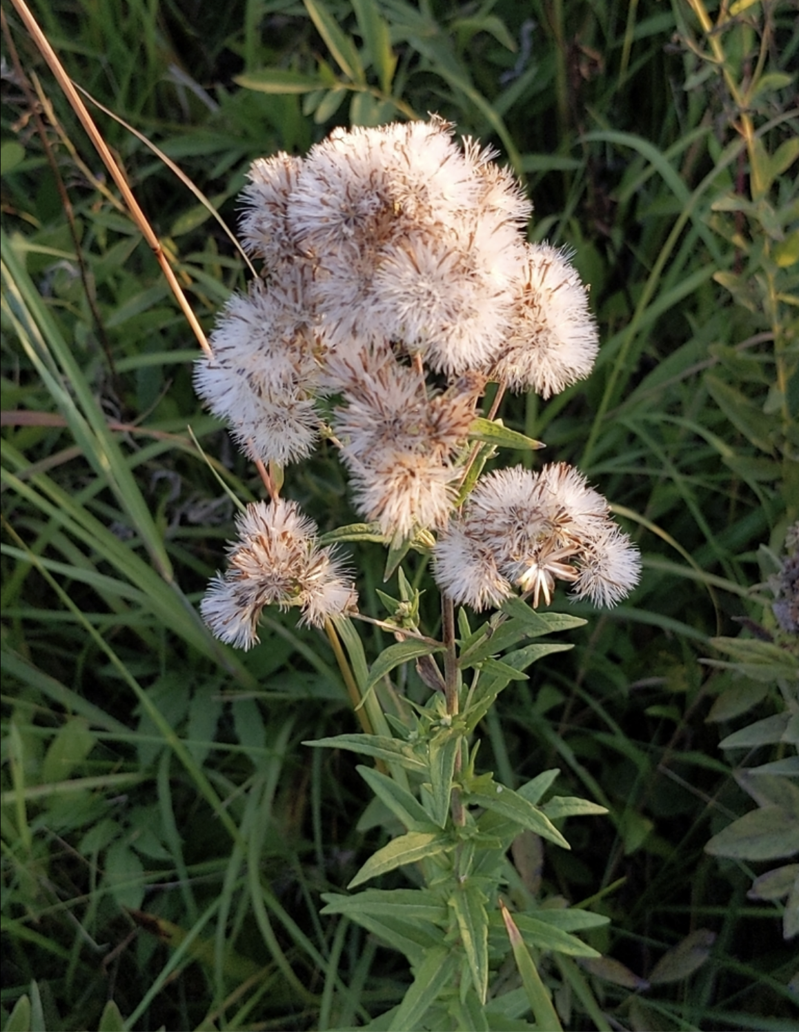 False Boneset