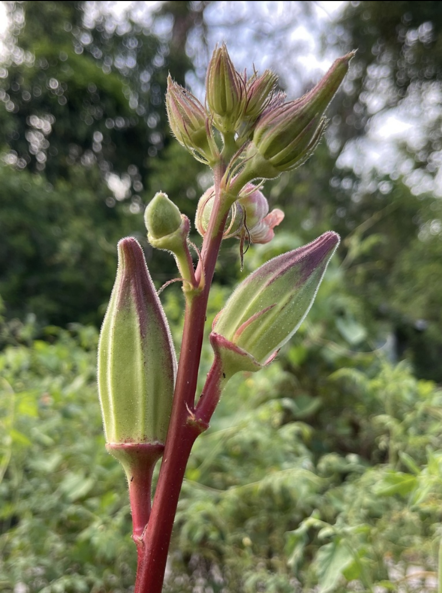 Okra