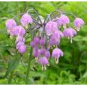 Nodding Pink Onion