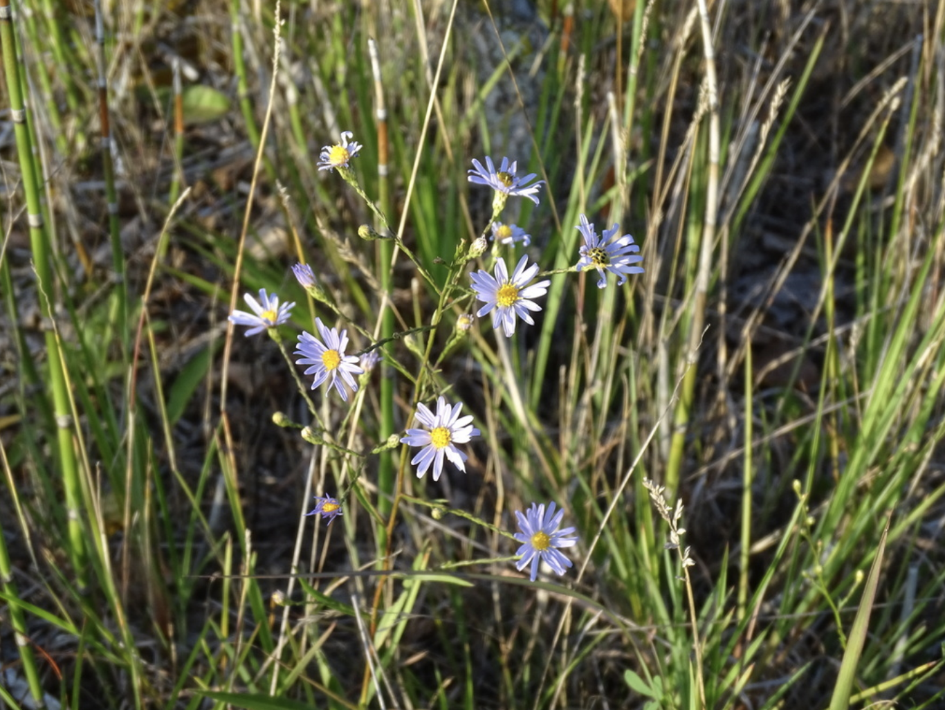 Sky Blue Aster
