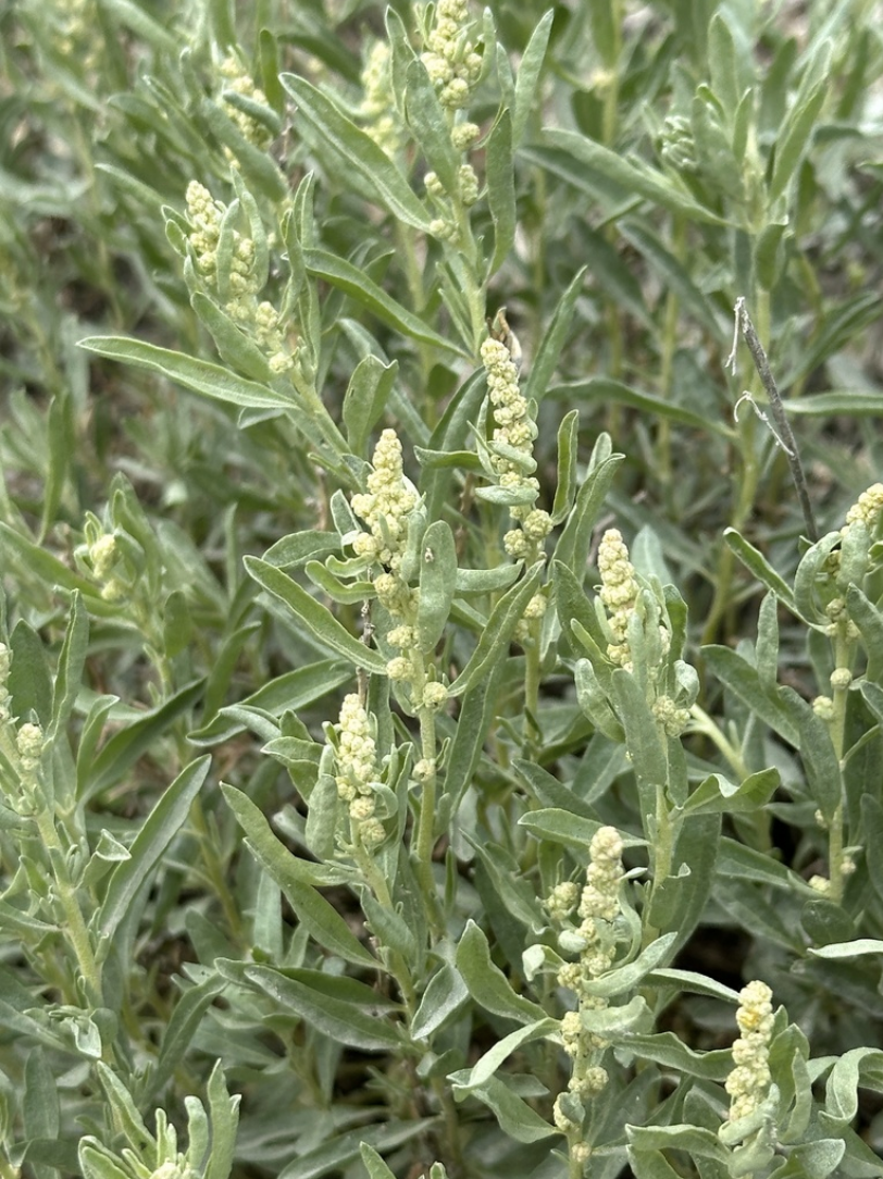 Gardner saltbush