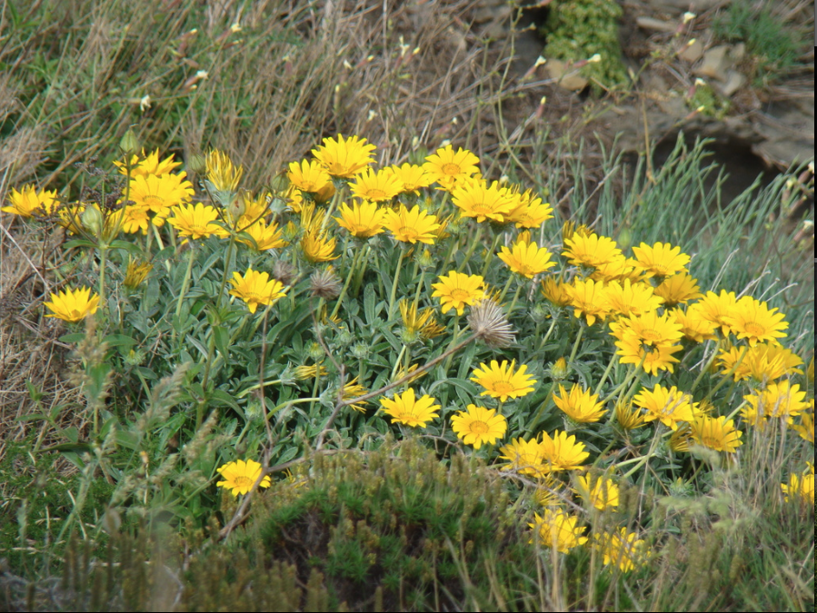 Gazania, Treasure-flower