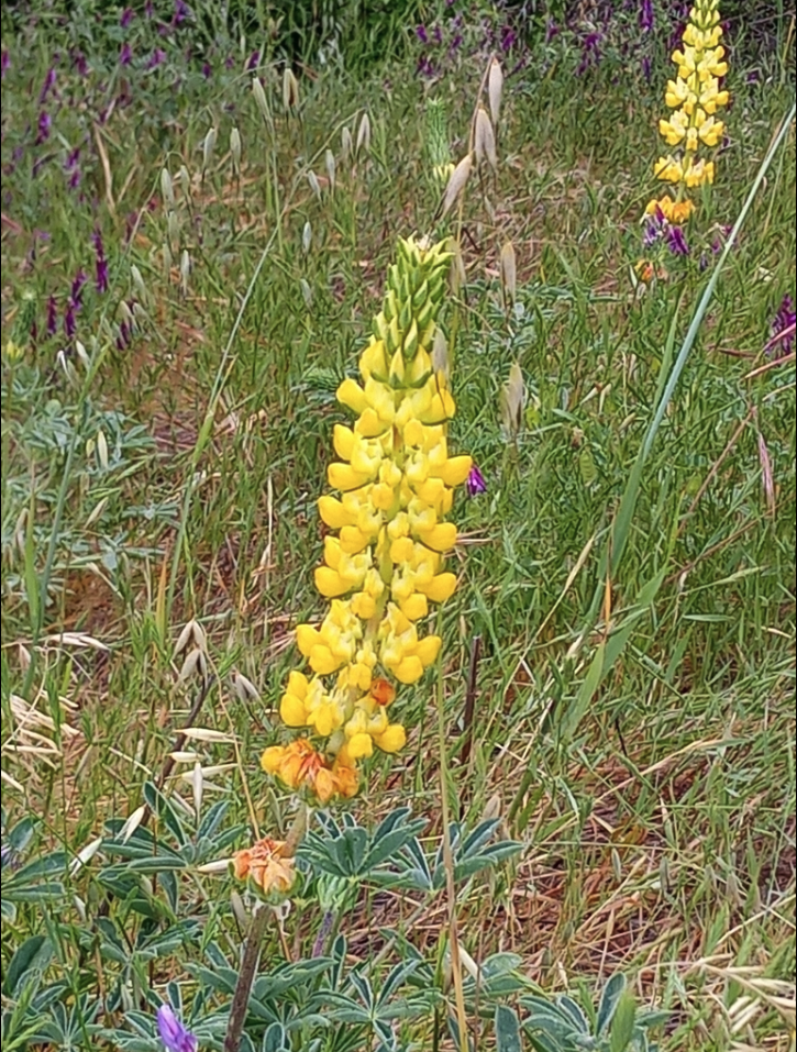 Golden lupine