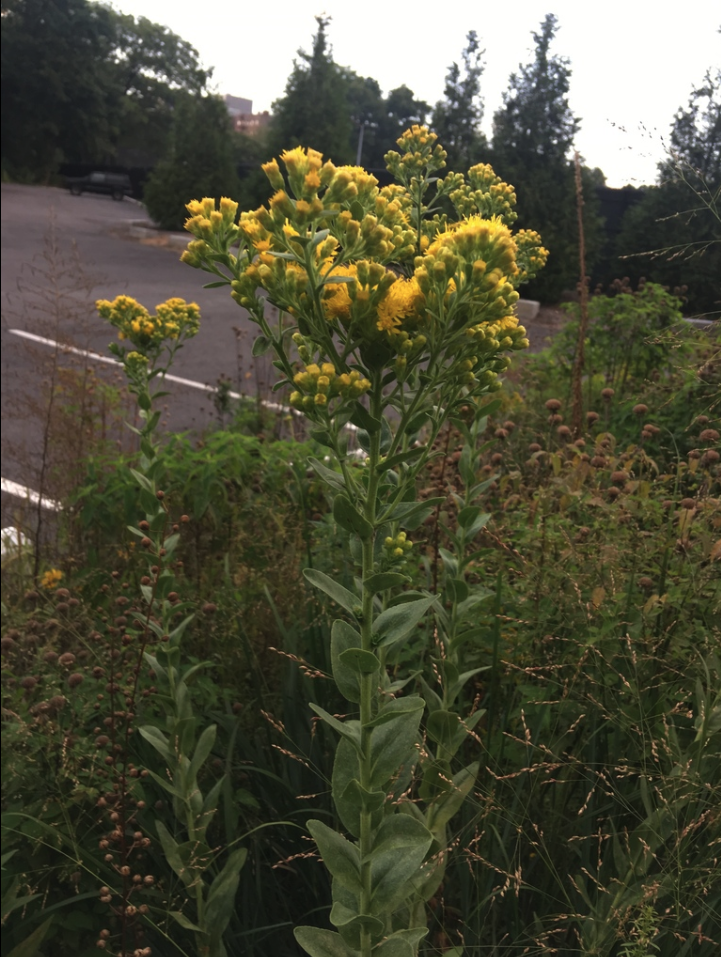 Goldenrod, Rigid (Stiff)