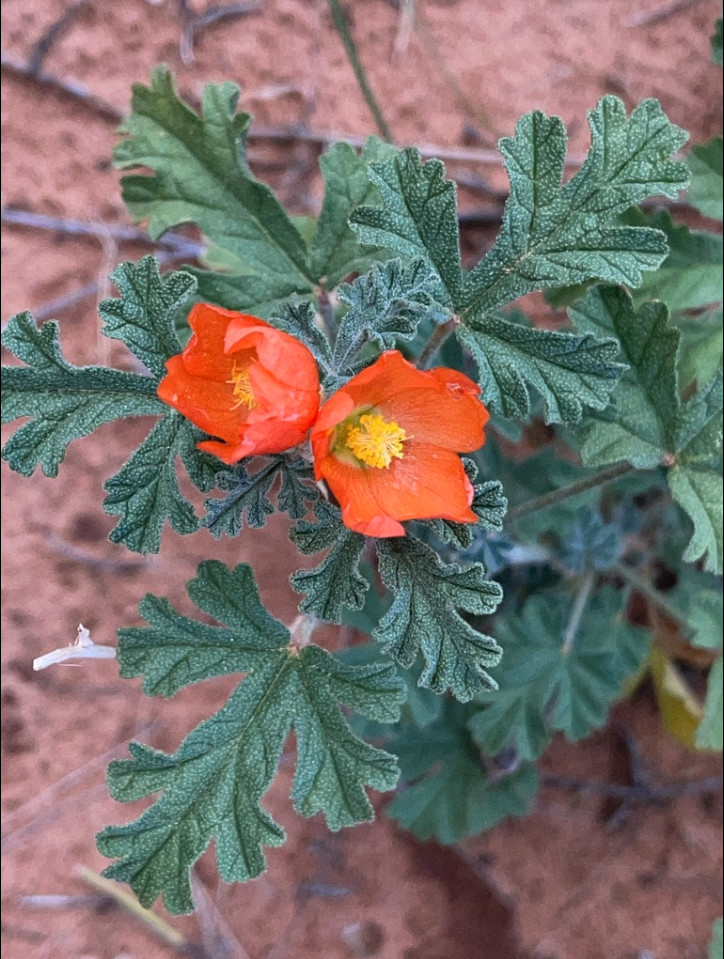 Gooseberry-leaf globemallow