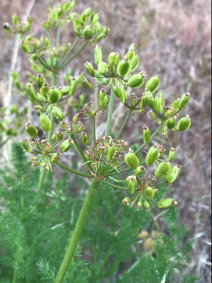 Gray’s biscuitroot