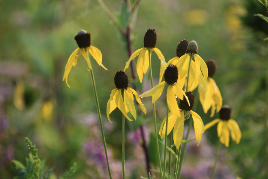 Grayhead Prairie Coneflower