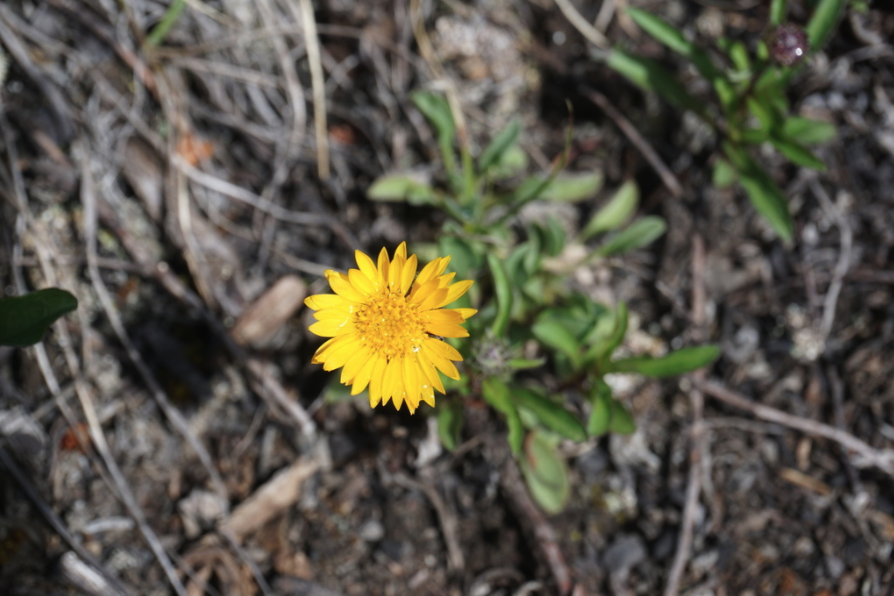Hairy golden aster