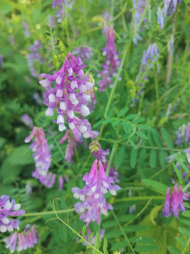Hairy vetch