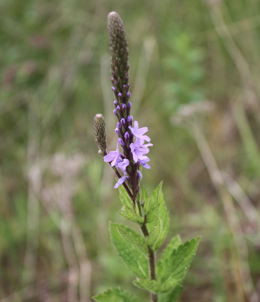 Hoary Vervain