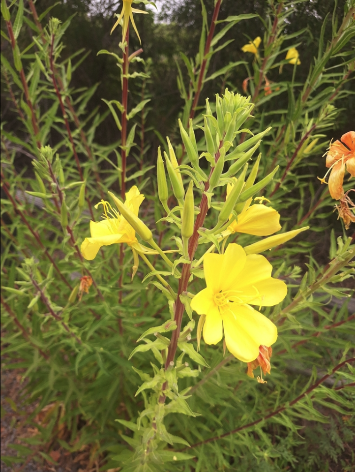 Hooker's evening primrose