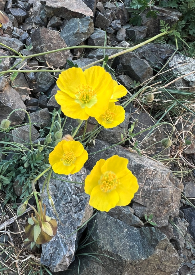 Iceland poppy