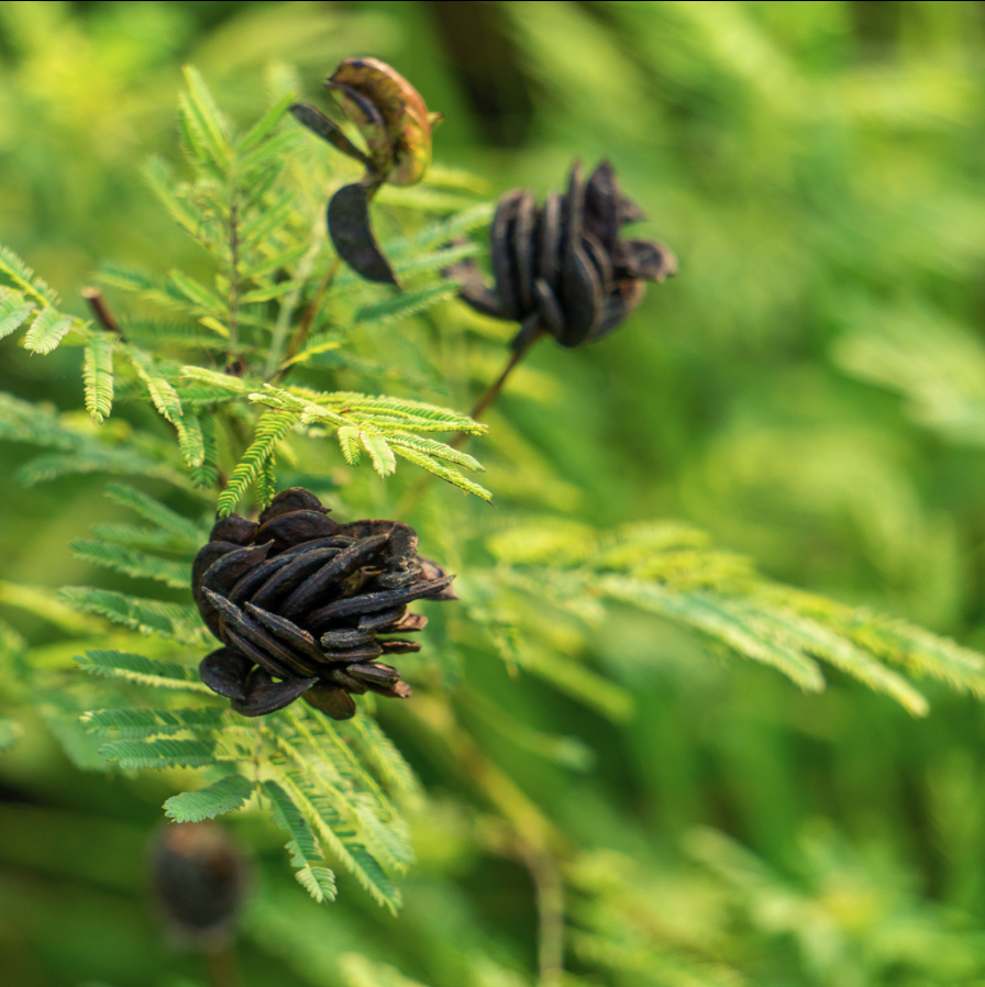 Illinois Bundle Flower