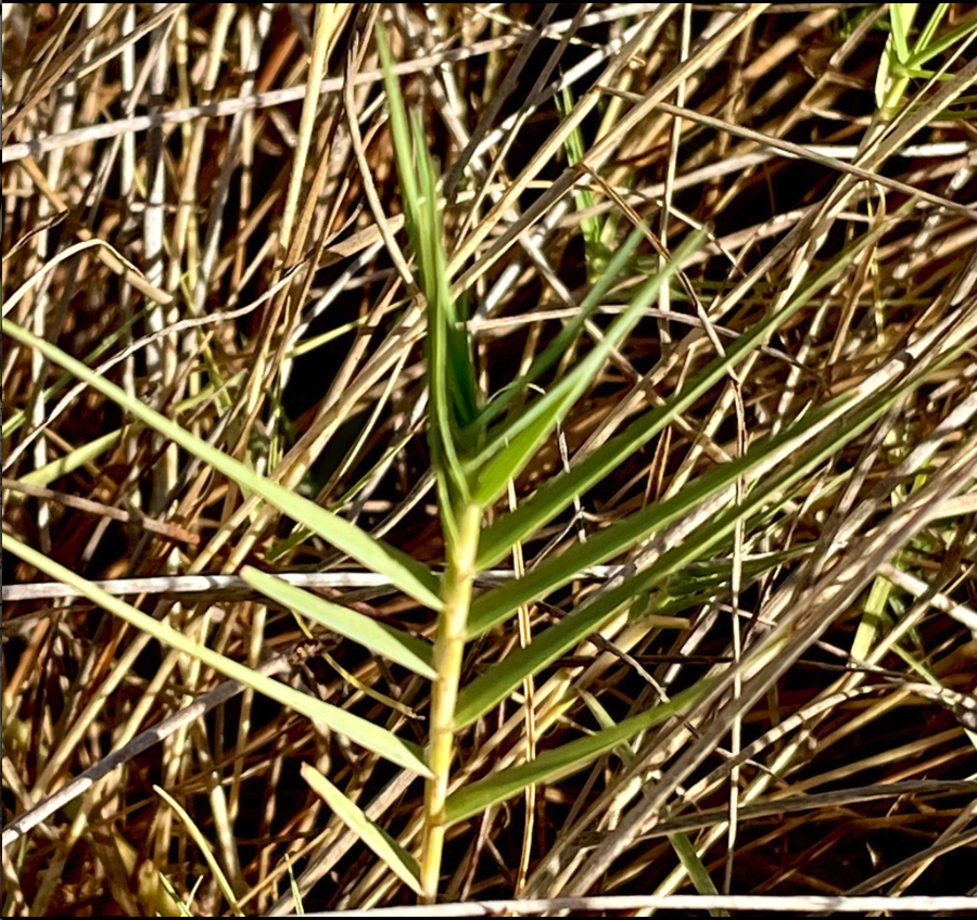 Inland saltgrass