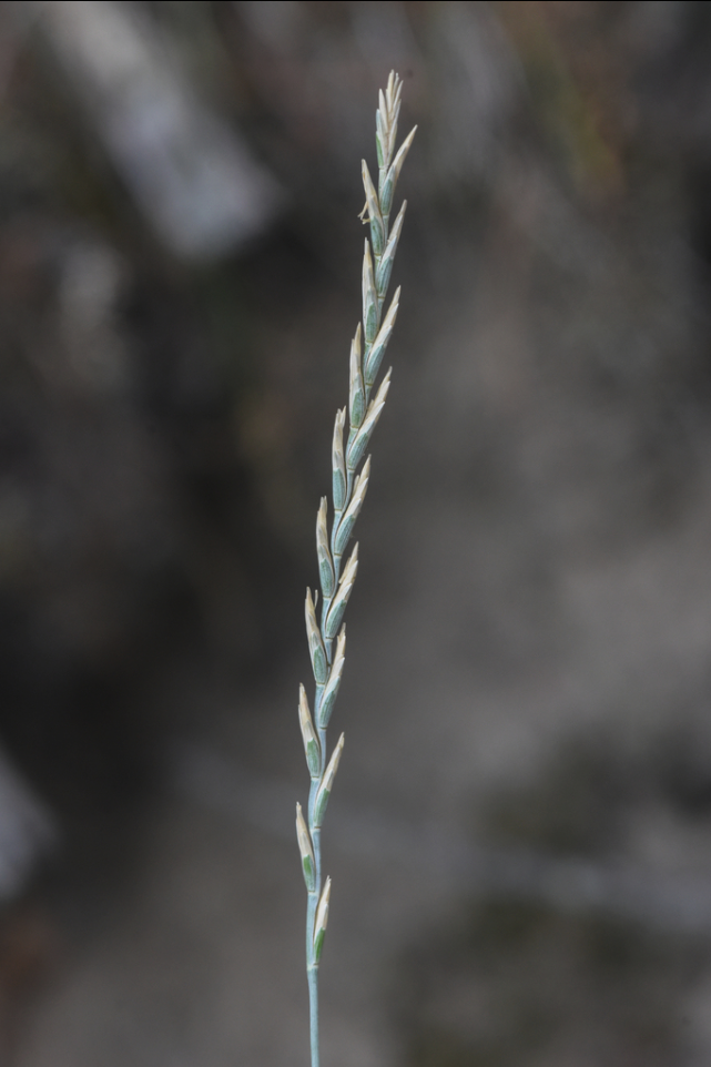 Intermediate wheatgrass