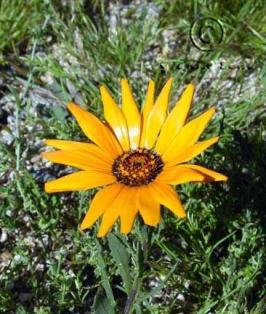 African daisy