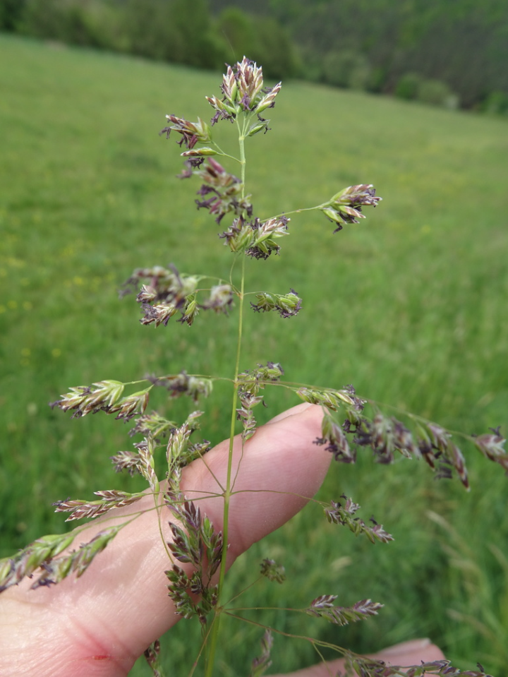 Kentucky Bluegrass Blend