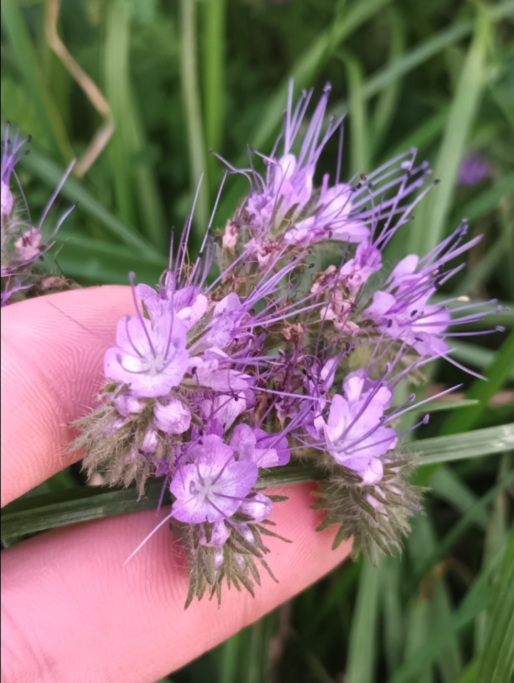 Lacy phacelia