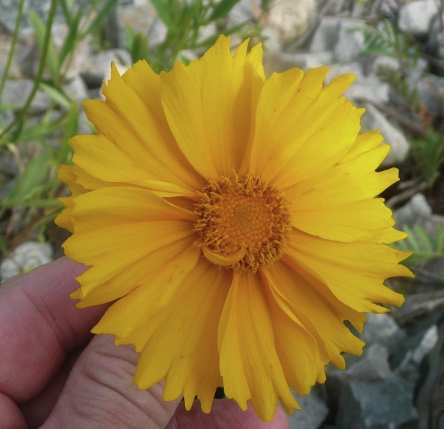 Lanceleaf Coreopsis
