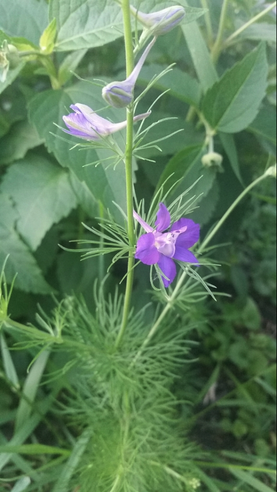 Larkspur, Rocket