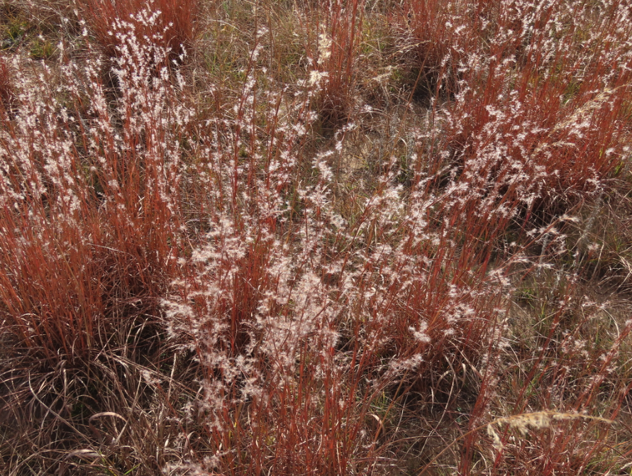 Little bluestem