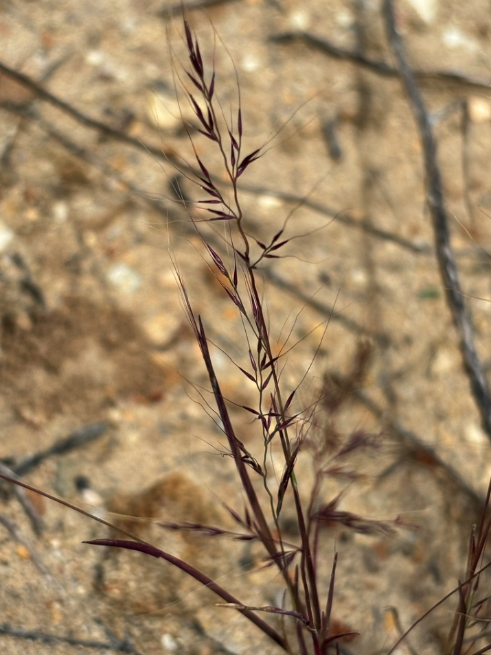 Little Seed Muhly