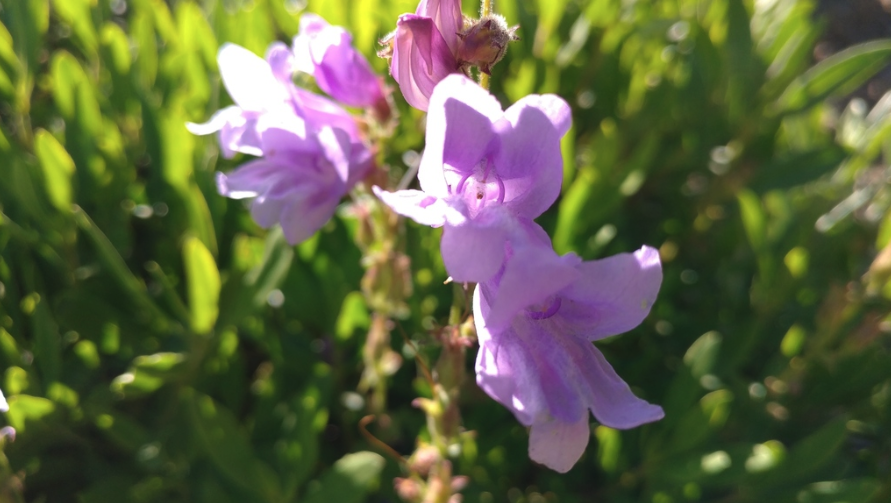 Lowbush penstemon