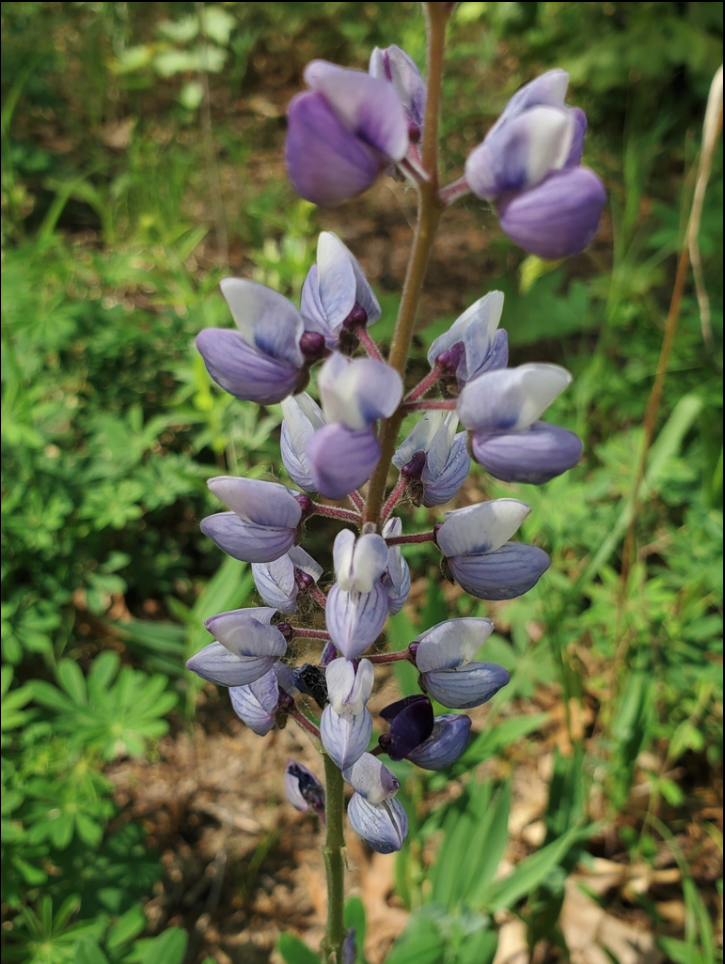Lupine, Perennial