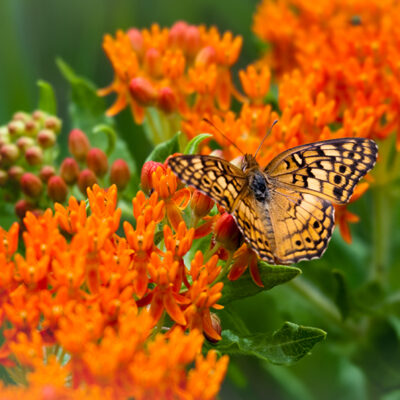 Butterfly milkweed