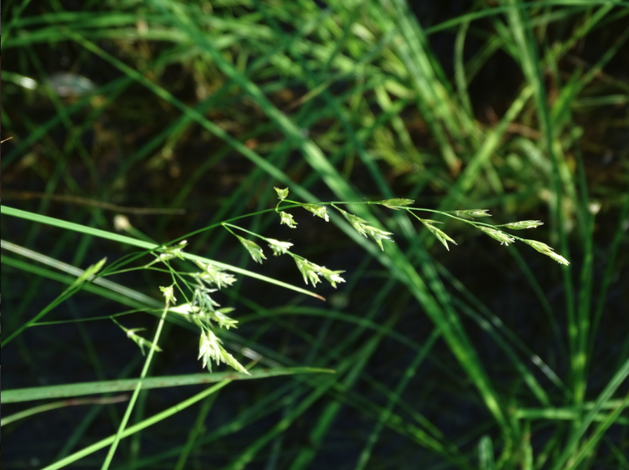 Meadow fescue