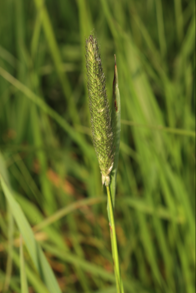 Meadow foxtail