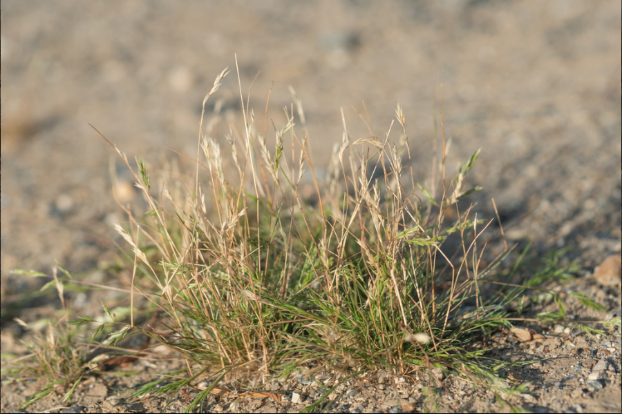 Mediterranean grass