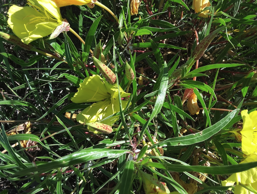 Missouri evening primrose