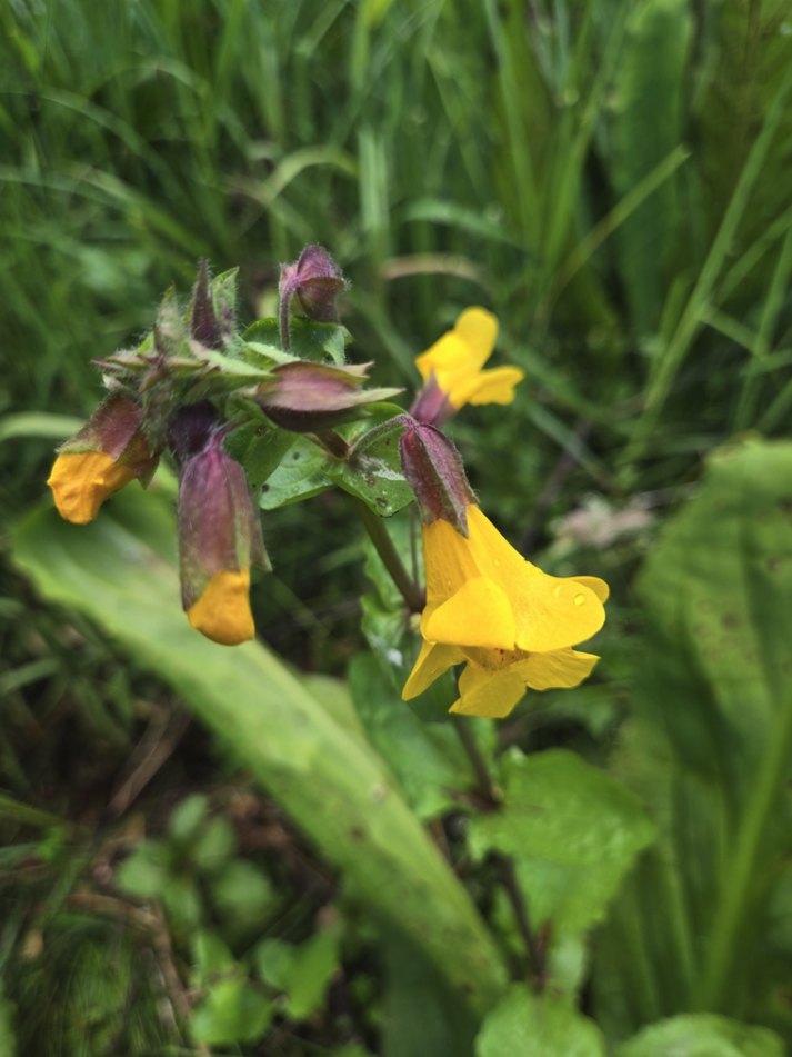 Seep Monkeyflower