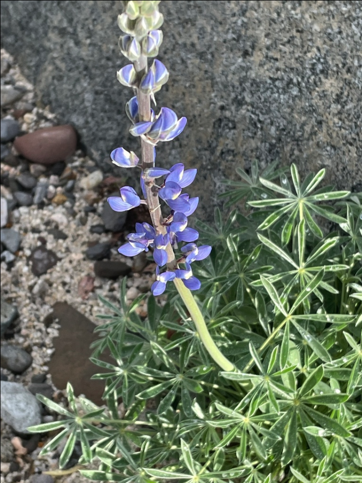 Mountain lupine