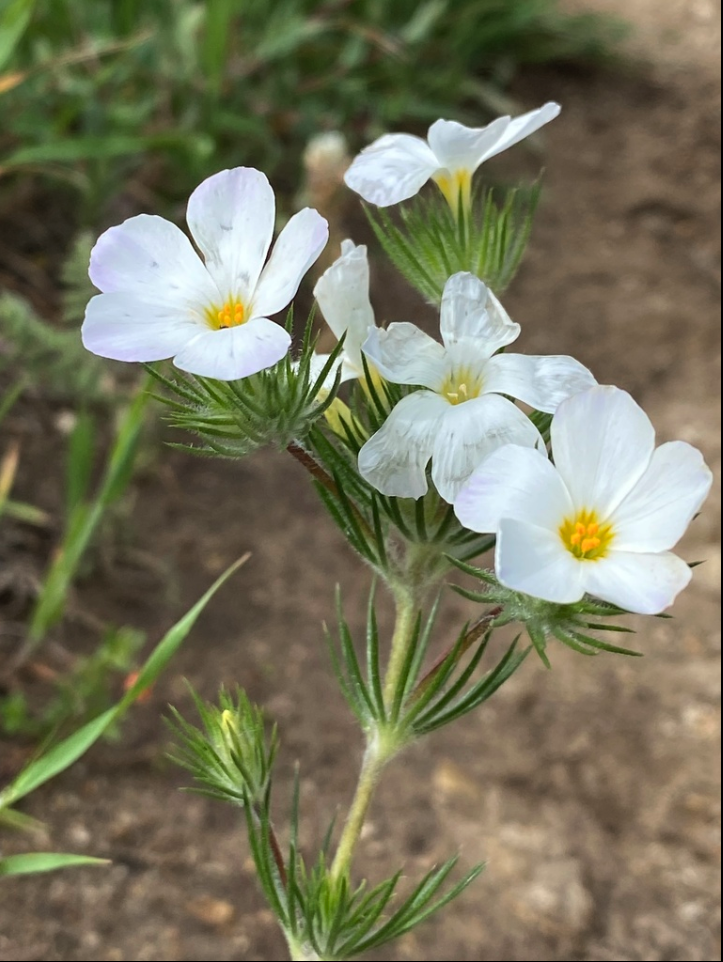 Mountain phlox